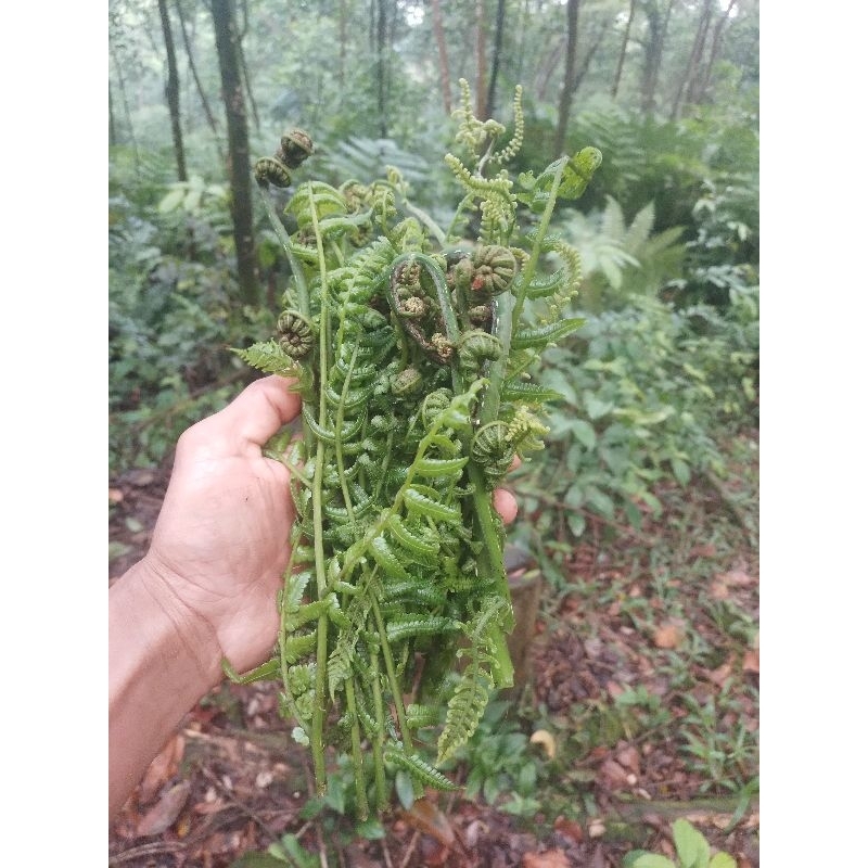 

pakis sayur daun segar pr .1. kg