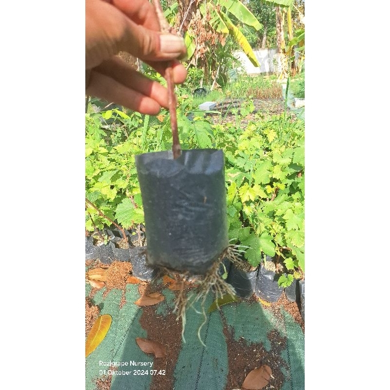bibit anggur import asli dari stek batang/ownroot