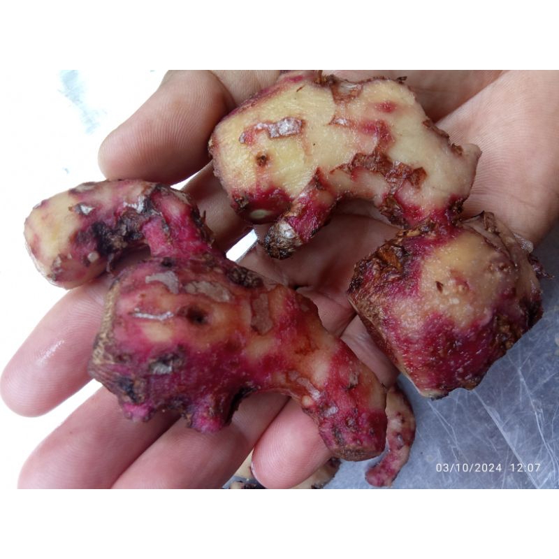 

Jahe Merah Kerik 1 Kg