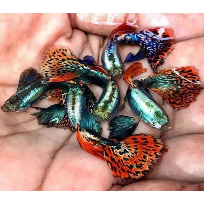 Hiasan Akurium Guppy Prembe