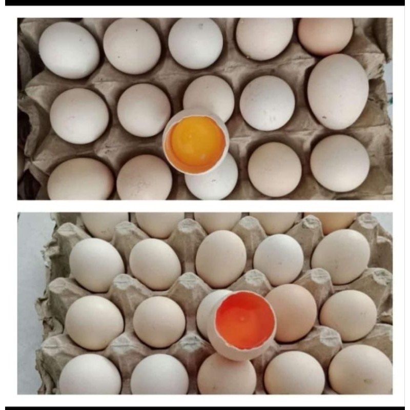 

Telur kampung isi 30 GOSEND GRAB ONLY/ Telur kampung Omega 3 isi 30