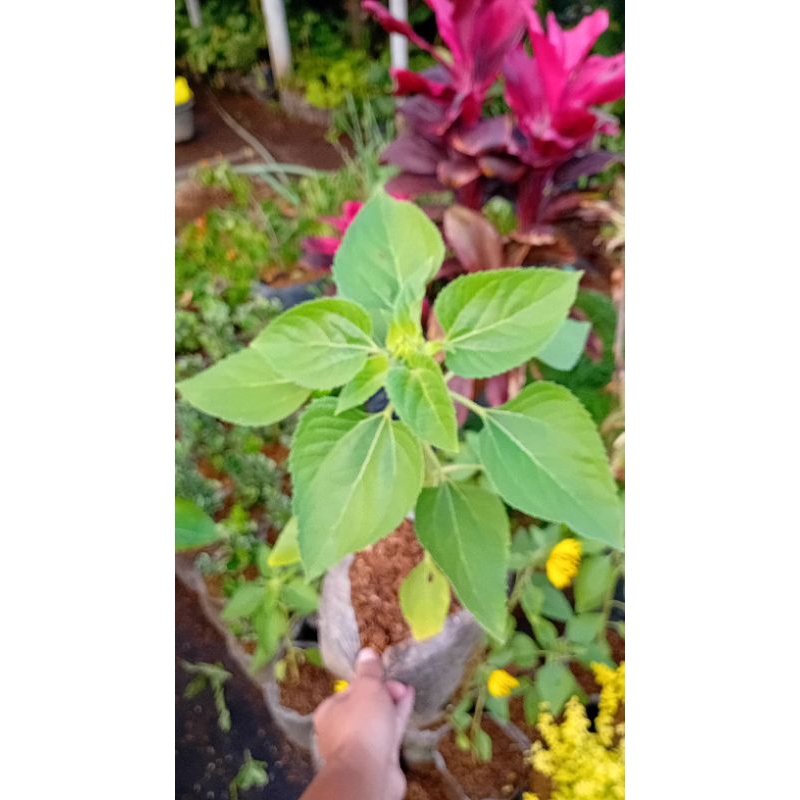 Tanaman bunga matahari(ukuran bunga kecil)