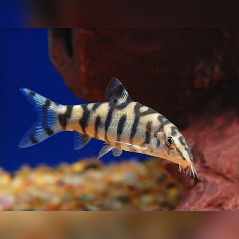 Ikan Hias Botia India Pembersih Aquarium Pembersih Lumut Hiasan Aquarium Kolam Tank Aquascape