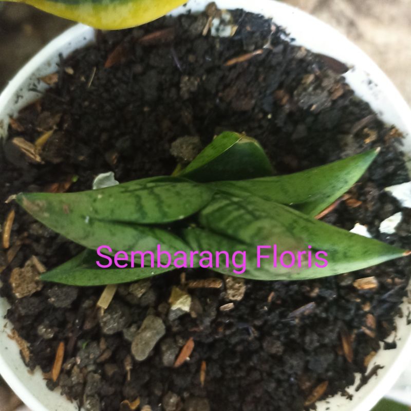 Sansevieria Boncel New Clone / Sansevieria BNC / Sansevieria Bonji