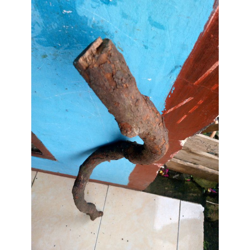 bahan tongkat santigi gunung