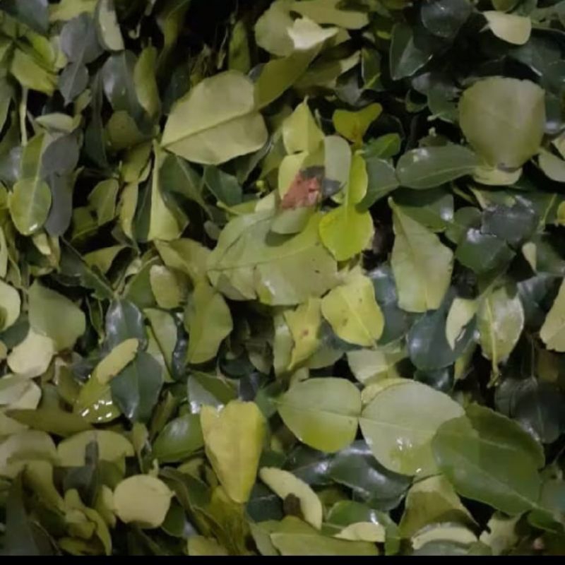 

Daun Jeruk Fresh 250 gram