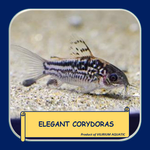 IKAN HIAS AIR TAWAR - CORYDORAS ELEGANT / CORYDORAS ELEGANS