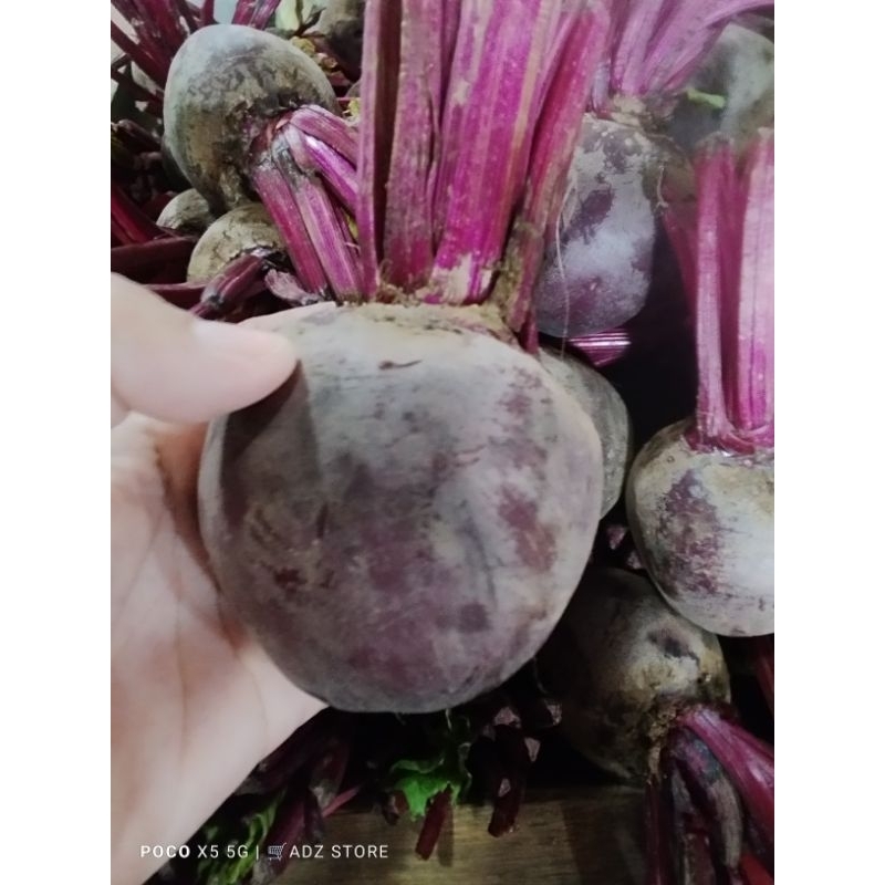 

Buah Bit