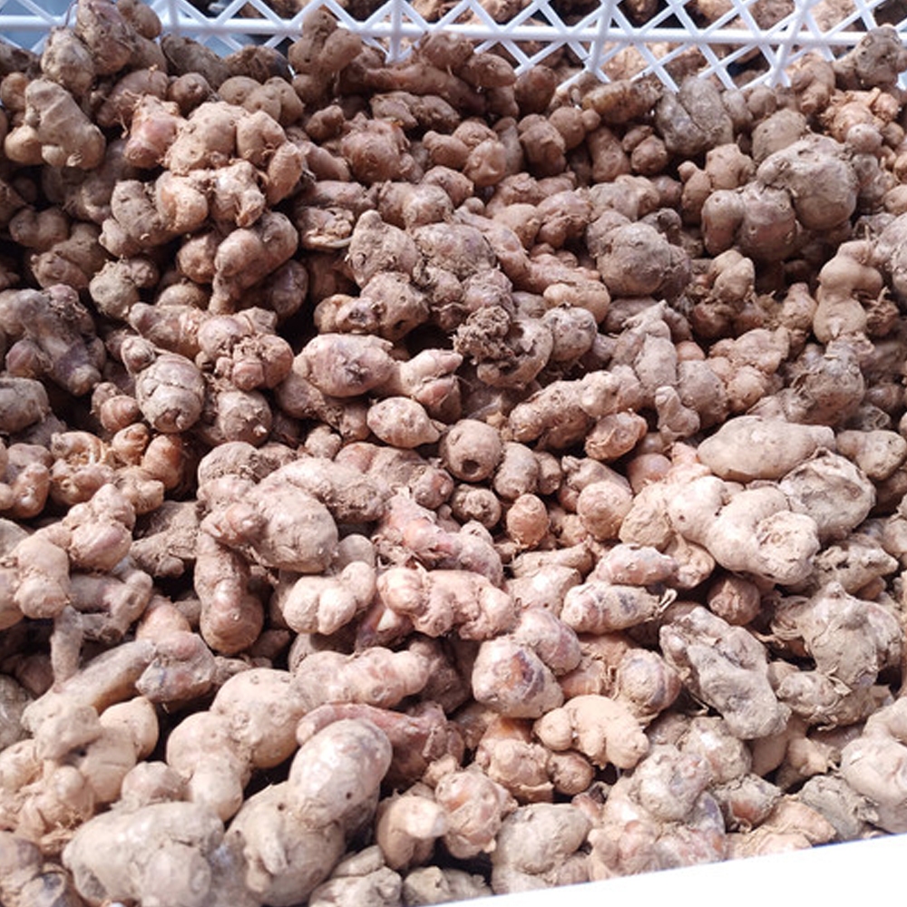 

KENCUR FRESH 250Gram Hasil Kebun Sendiri