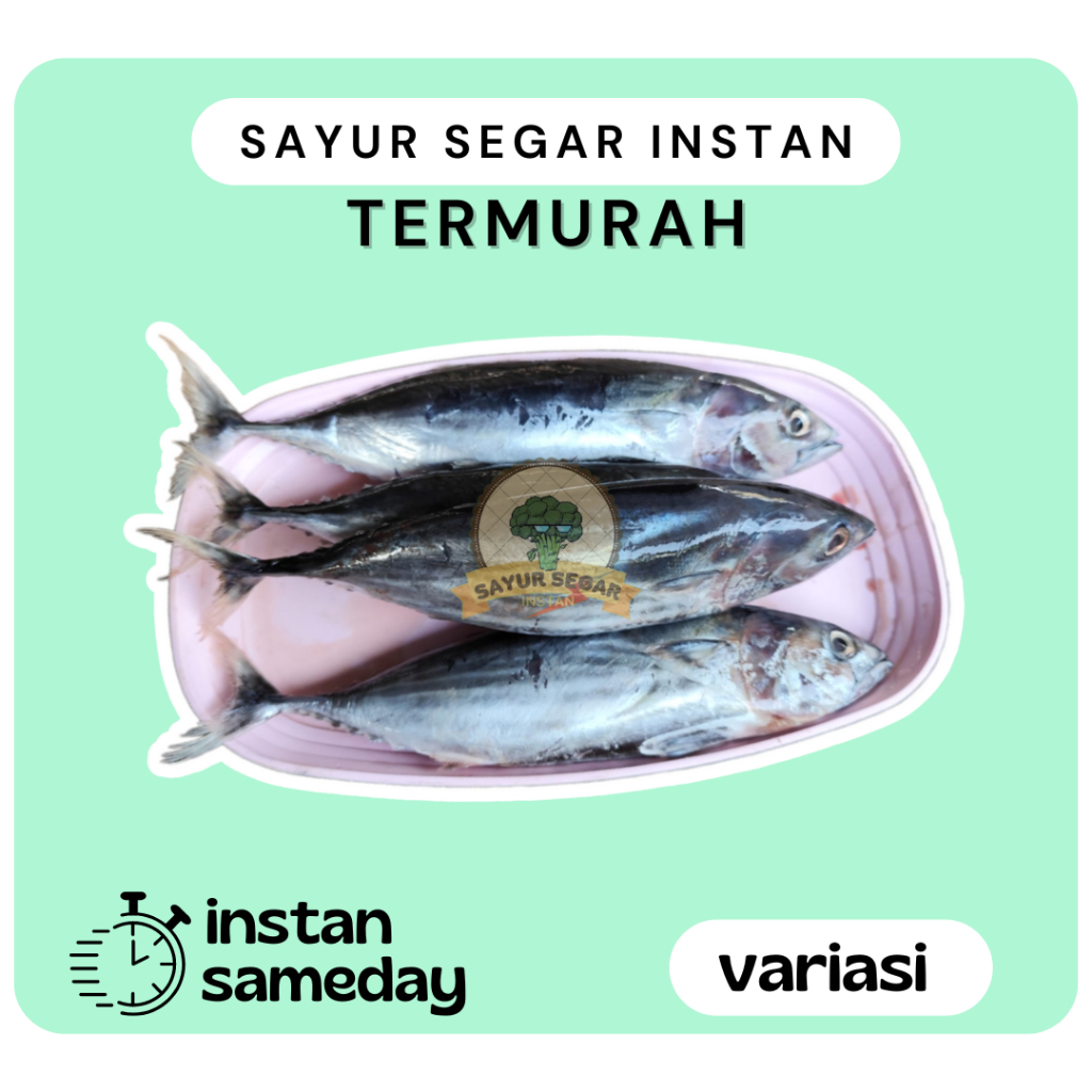 

Ikan Tuna Kecil / Baby Tuna Fresh