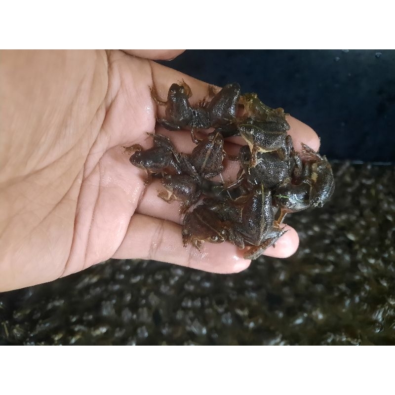 Kodok air pakan ikan arwana