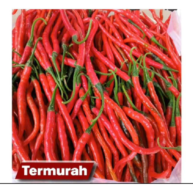 

cabai keriting segar 500gr