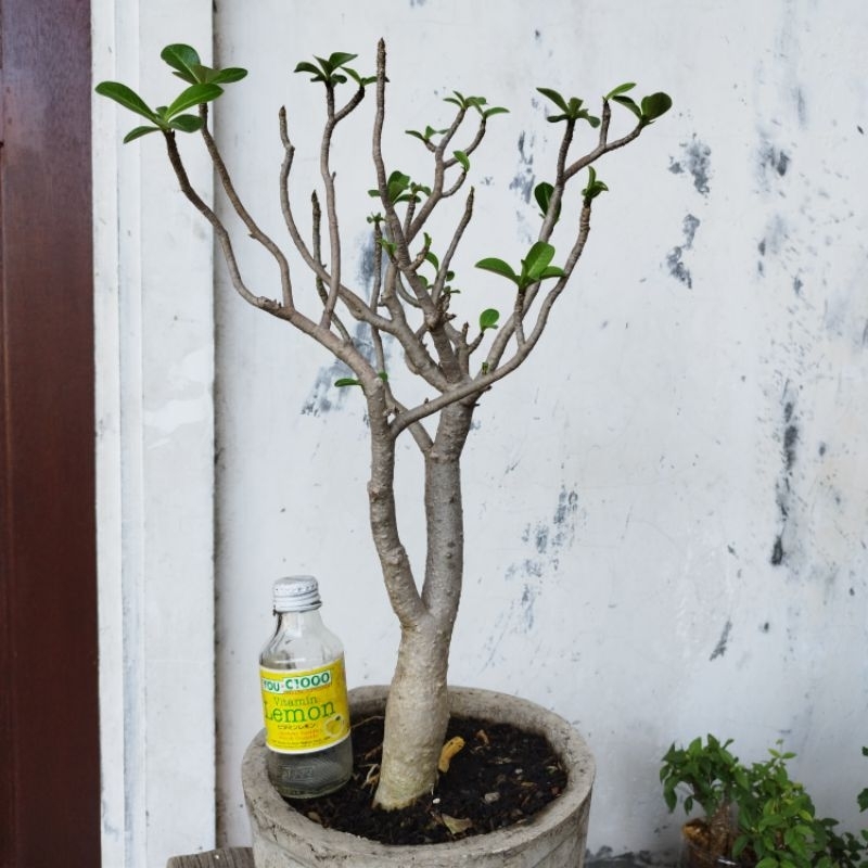Adenium Arabicum Black RCN Cutting