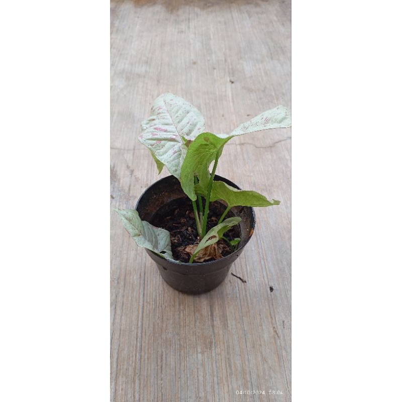 Syngonium milk confetti
