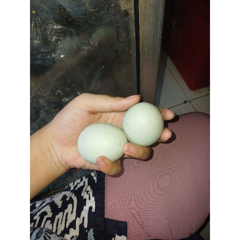 

Telor bebek/Telor
