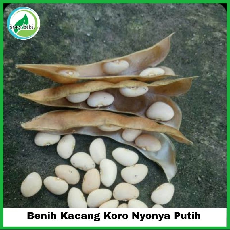 5 Biji Benih kacang Koro Putih Nyonya Kemasan Ekonomis