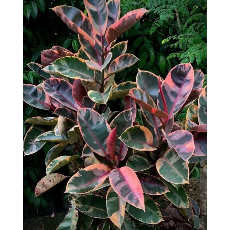 Tanaman karet kebo ruby+Ficus ruby+Tanaman hias varigata merah