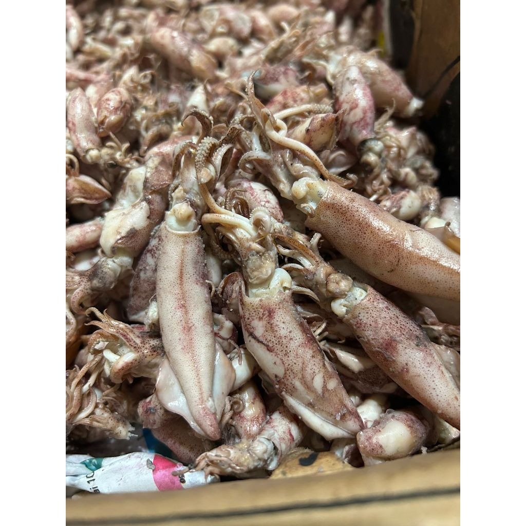 

Ikan Asin Cumi Rebus Ukuran Sedang