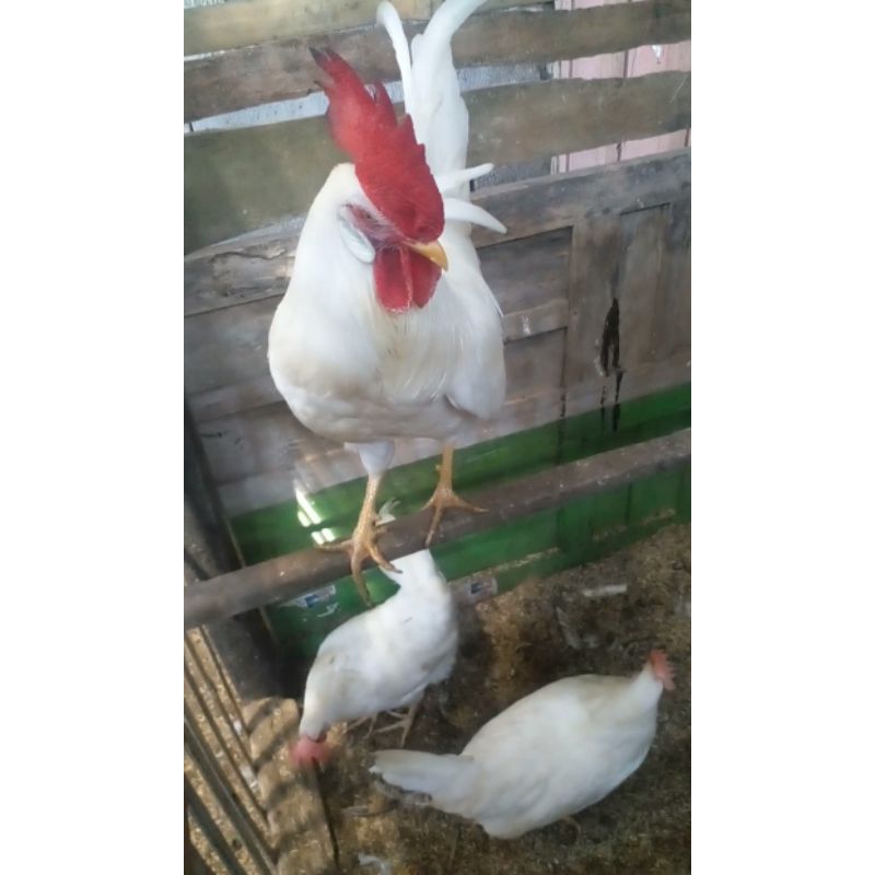 

telur tetas ayam whit leghorn ori 20 butir