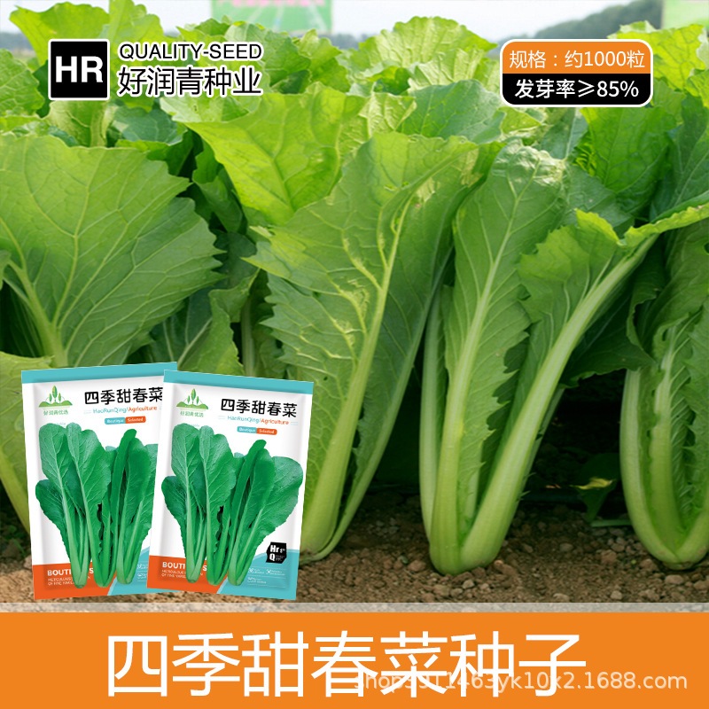 Benih Sawi Pahit Super 1000 Biji  F1 Import Sawi Hijau Sawi Mie Ayam