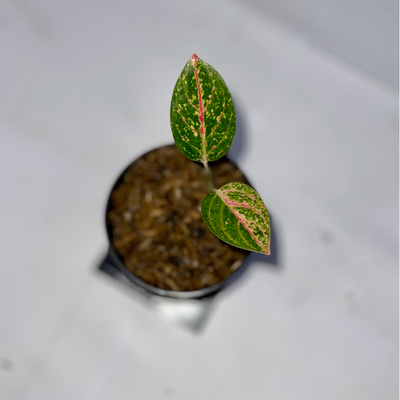Aglaonema kendedes