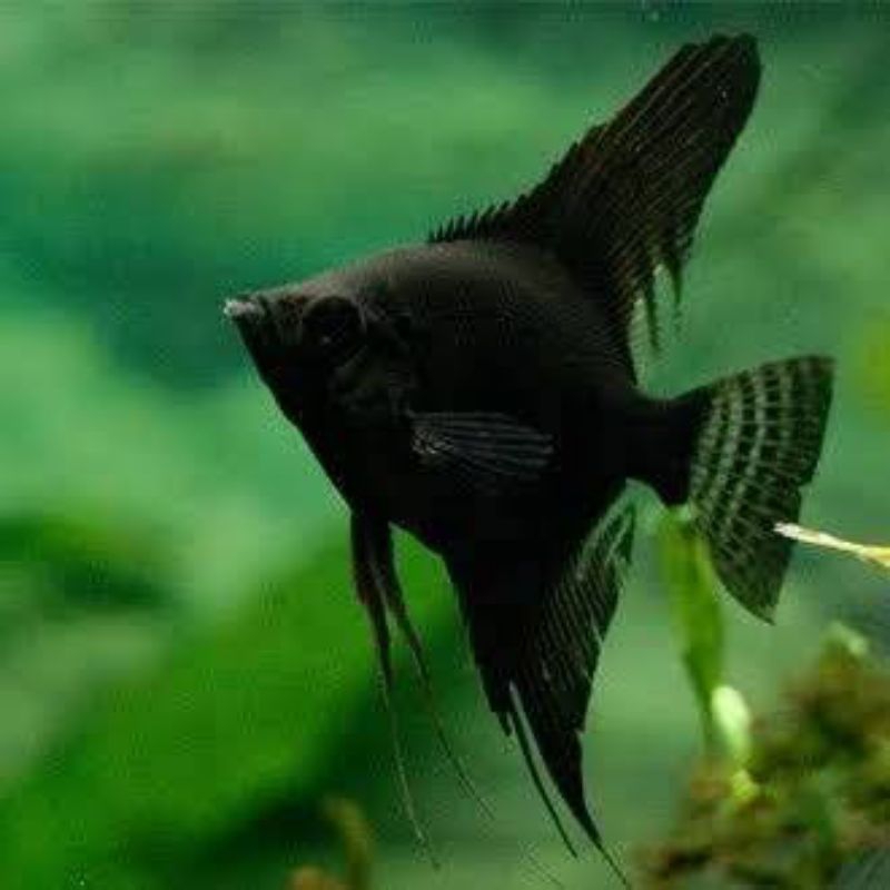 Manfish black angel ikan hias aquascape