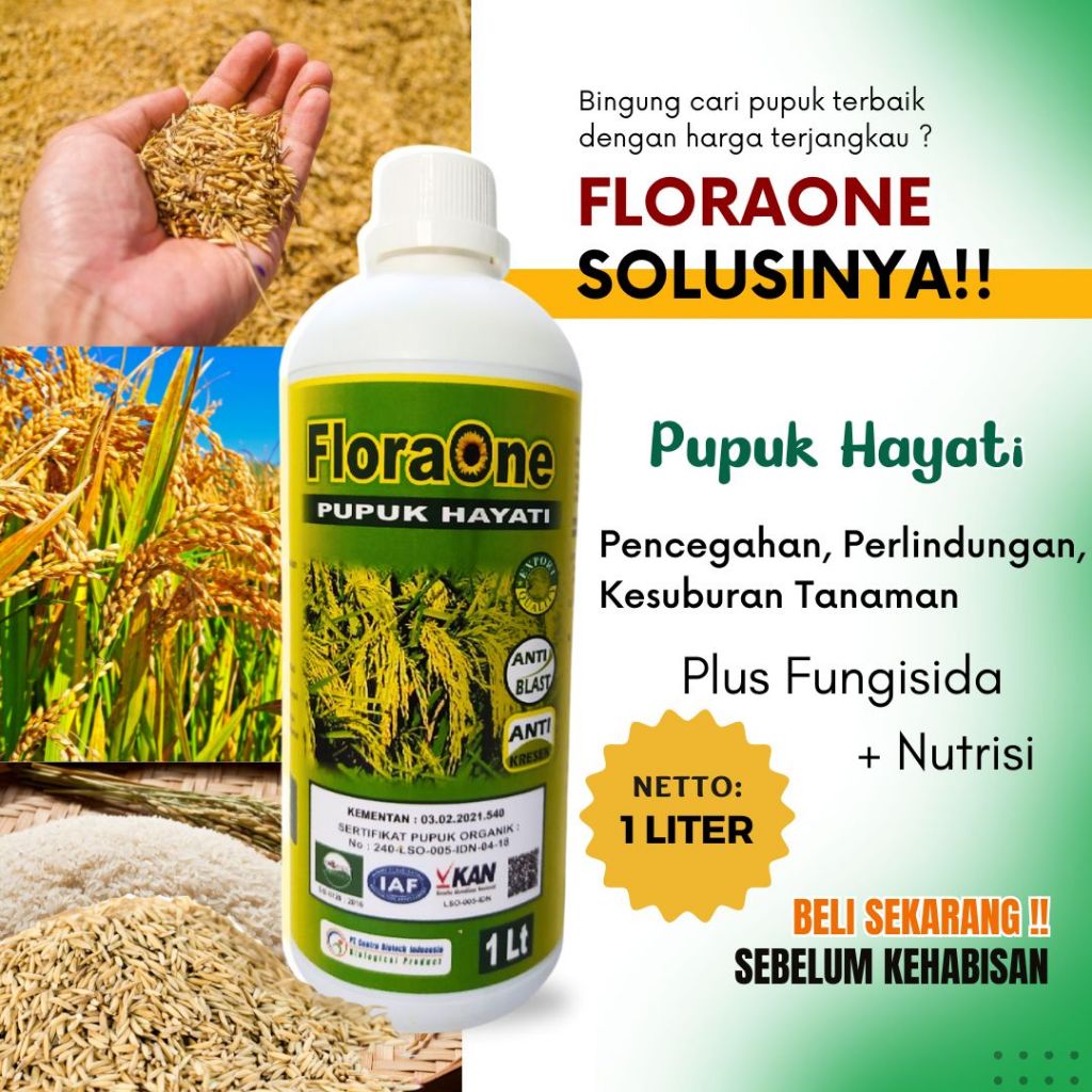 Pupuk Padi Cair Berkualitas, Pupuk Floraone Meningkatkan Kualitas Gabah, Pemicu Pertumbuhan Tanaman