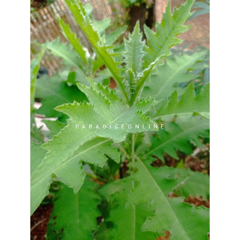 

daun sembung segar 500gram