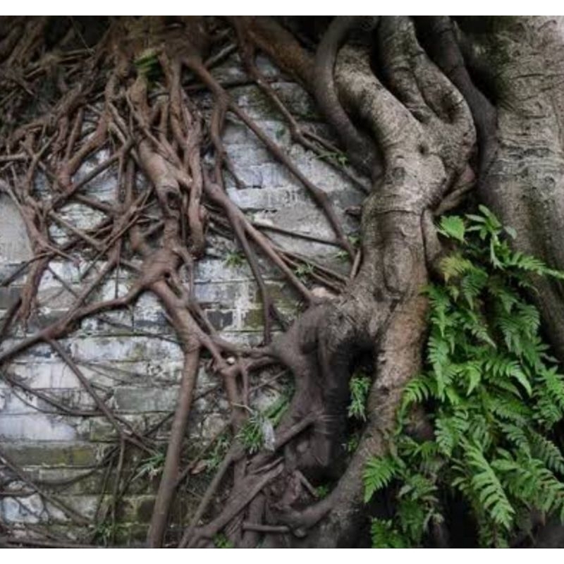 

Jual akar pohon beringin akar beringin segar 500 gram-az