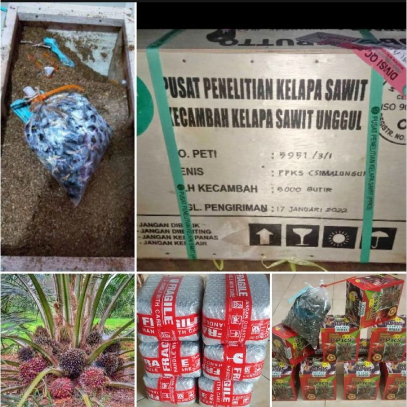 150 butir Benih Bibit kecambah sawit PPKS DXP 540 MEDAN BERSERTIFIKAT