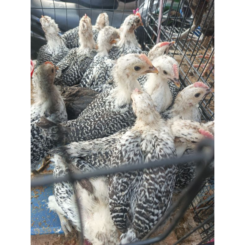 Ayam Arab 1 Bulan - Arab Remaja - Ayam Arab