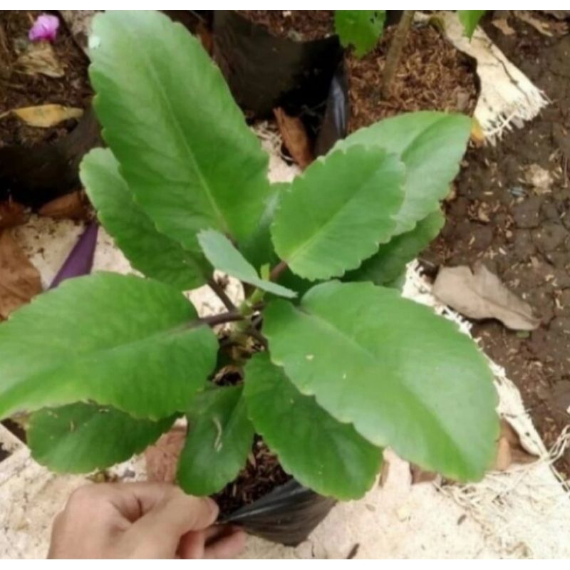 Tanaman Cocor Bebek Bibit Tanaman hias herbal Cocor bebek