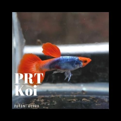 Dekorasi Aquarium Guppy PRT Koi Grade A