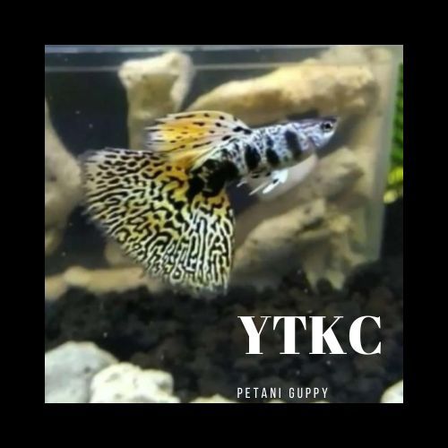 Dekorasi Aquarium Guppy Yellow Tiger King Cobra Grade A