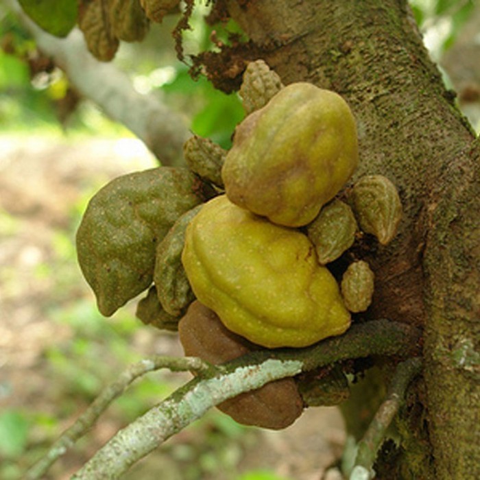 

Buah Nam Nam Pukih/Pokih Per 1 Buah Frash Di Petik Langsung Dari Pohonnya