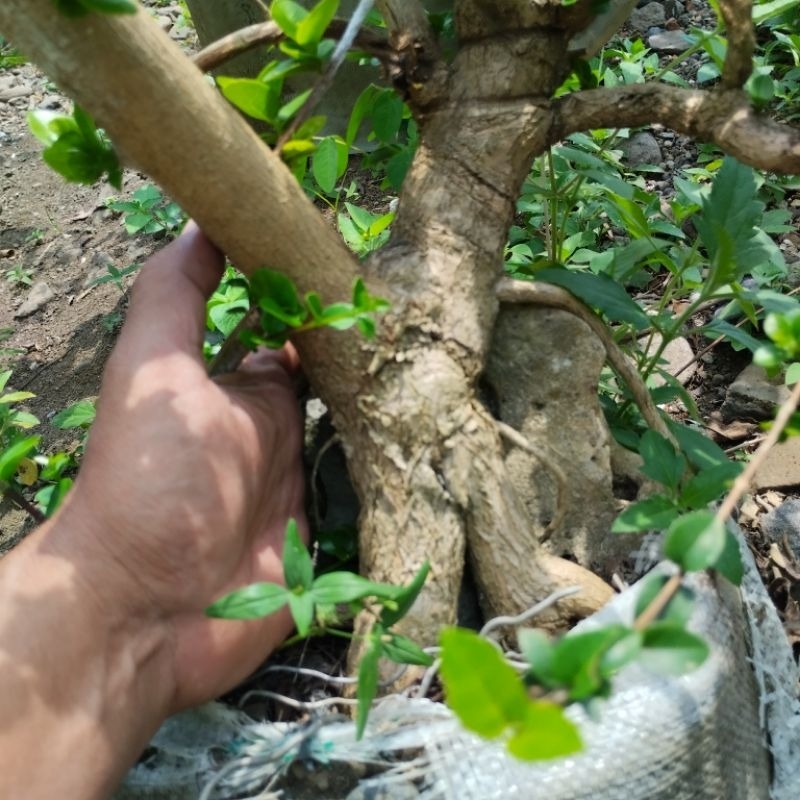 Bahan Bonsai Sancang Bogel Program Akar | Bonsai Sancang Size Small Medium