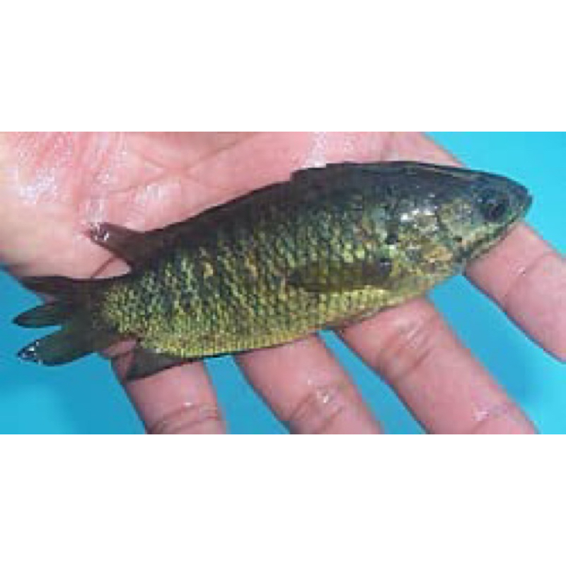 

ikanbetok/ikanbetik/pepuyu