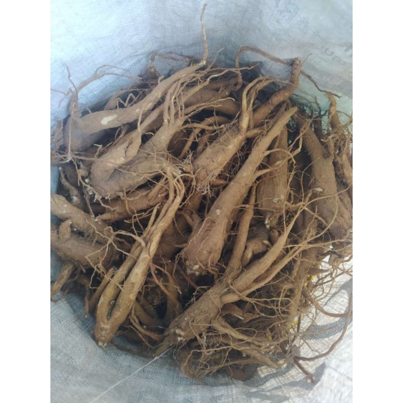 

Gingseng Korea lokal jawa 5 biji murah