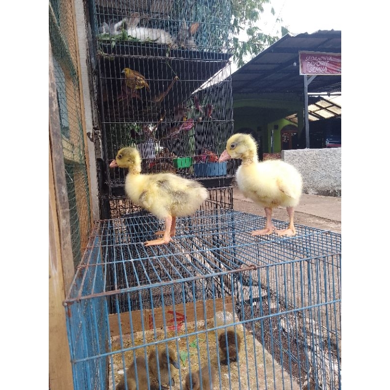 Anakan bebek soang/angsa
