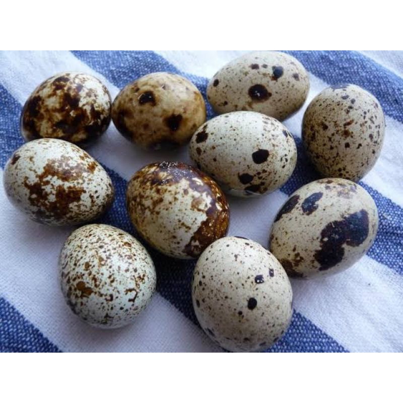 

telur puyuh premium random