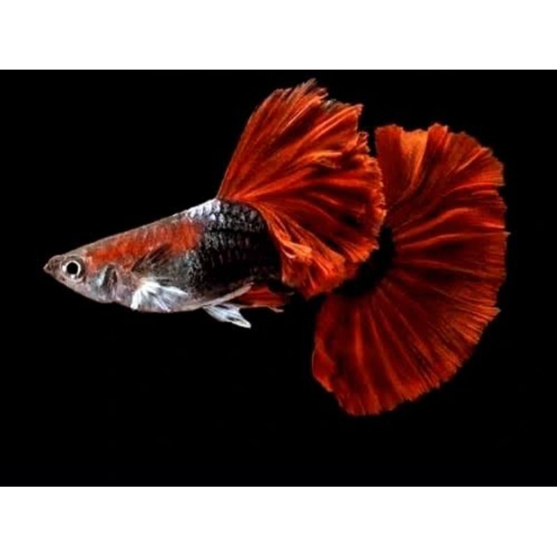 pakan + Hb red rose tail