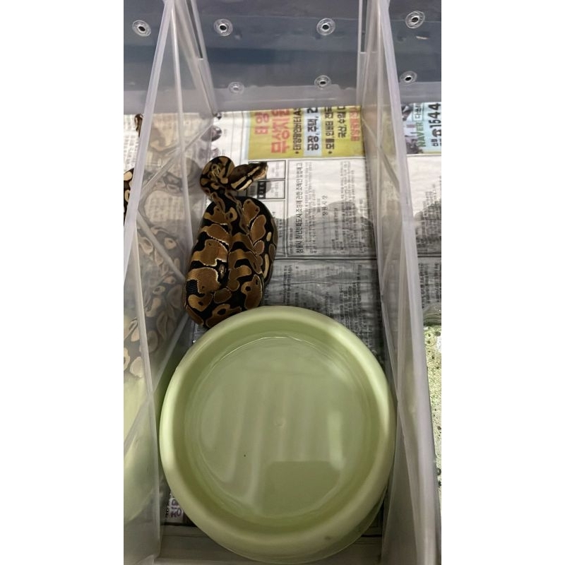 Ball python