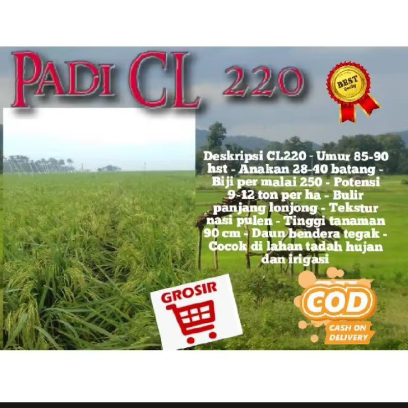 Benih padi CL220 berkualitas super unggul 1kg