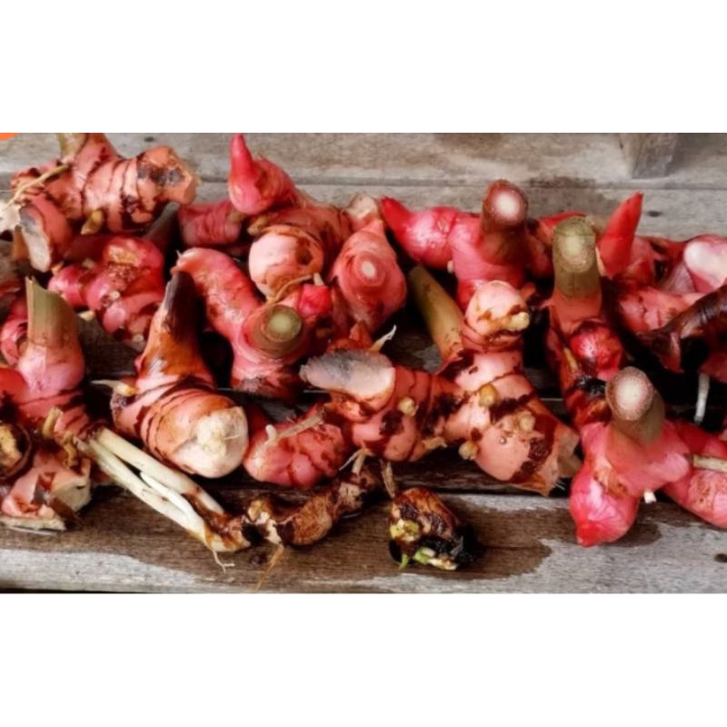 

LENGKUAS SEGAR / LENGKUAS SAYUR PER 250 GRAM