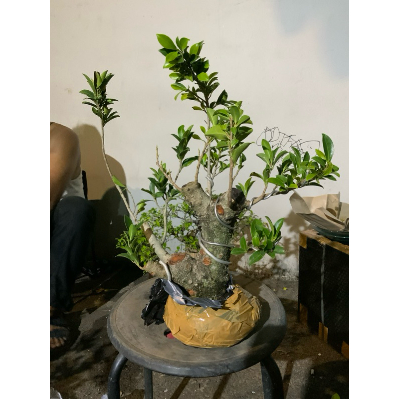 link co ficus elegan
