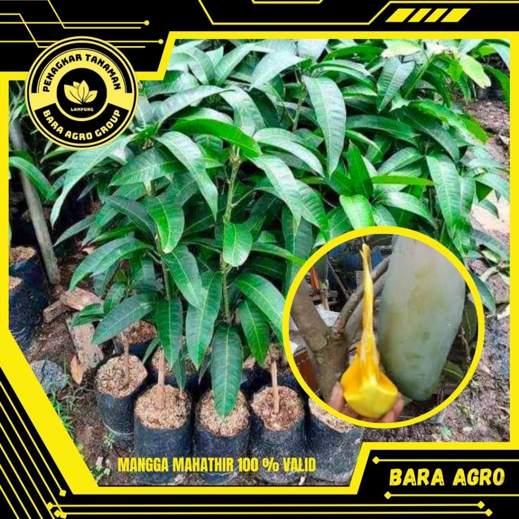 Bibit Mangga Mahatir Super Jumbo