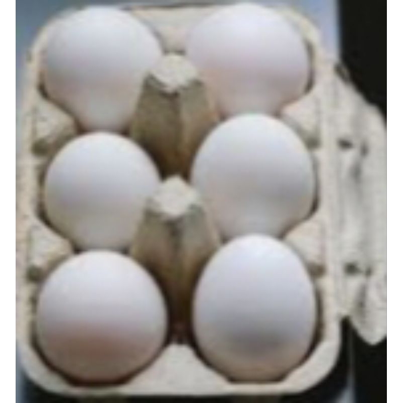 

Telor Ayam White leghorn Fertil siap Tetas