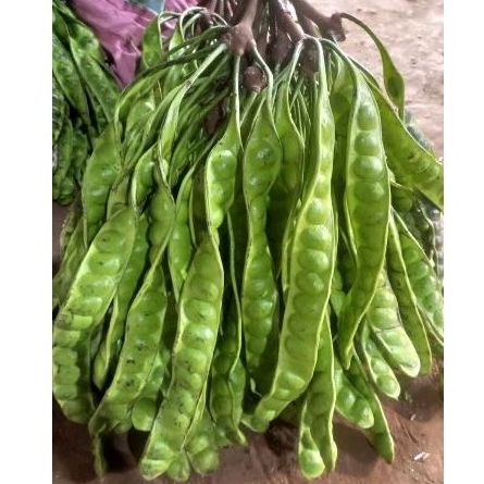 

PAKET PETE 10.000 DAPET 3 LONJOR PANJANG PENDEK