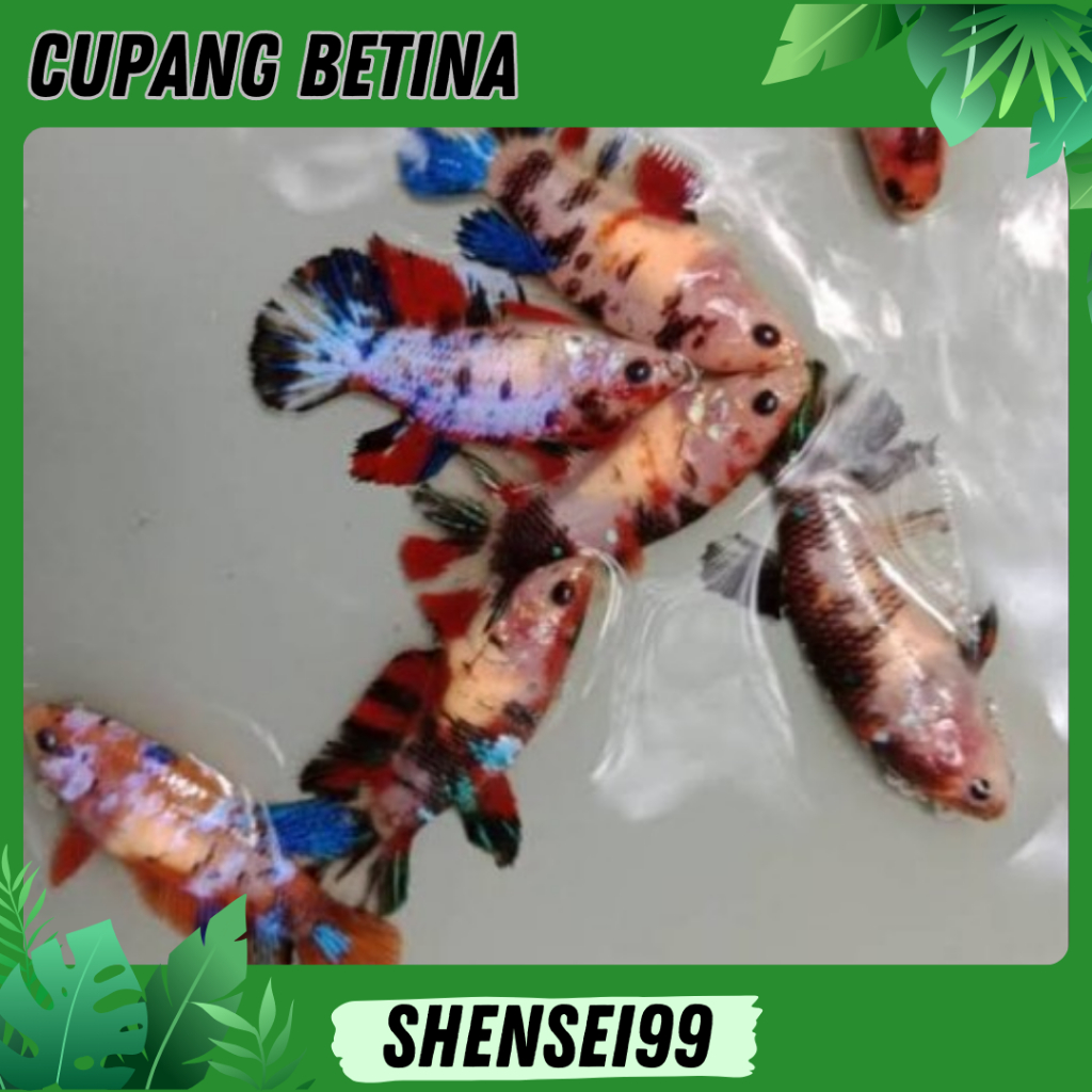 ikan cupang betina sortiran terbaik - makan pelet cupang - bukan sticker