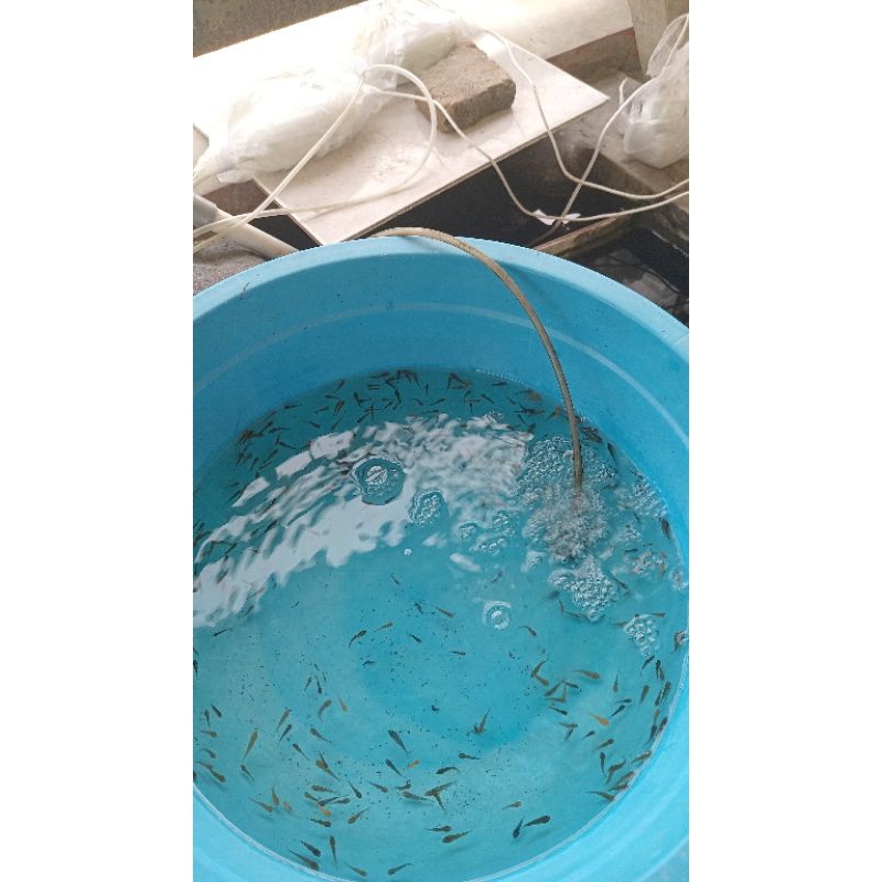 bibit koi showa siro 234cm 50ekor